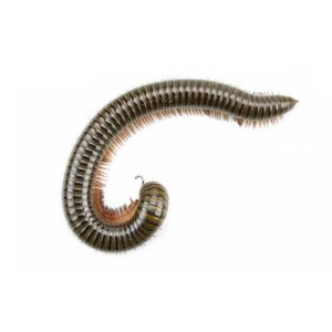 Millipede identification in Covington, LA - Ja-Roy Pest Control