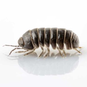 Pillbug identification in Covington, LA - Ja-Roy Pest Control