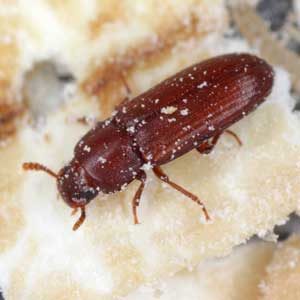 Red flour beetle identification in Covington, LA - Ja-Roy Pest Control