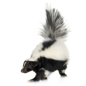 Skunk identification in Covington, LA - Ja-Roy Pest Control