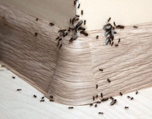 Signs of an Ant Infestation in your area