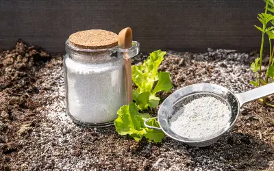 8 Proven Ways to Prevent Ants From Returning
in your area
