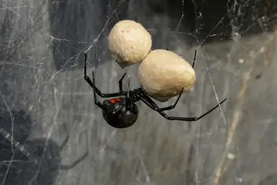 Female Southern Black Widow spider guarding her two egg sacs - they are smooth and round in shape