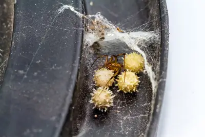 Female Brown Widow spider guarding her egg sacs - they are spiky and covered in small projections