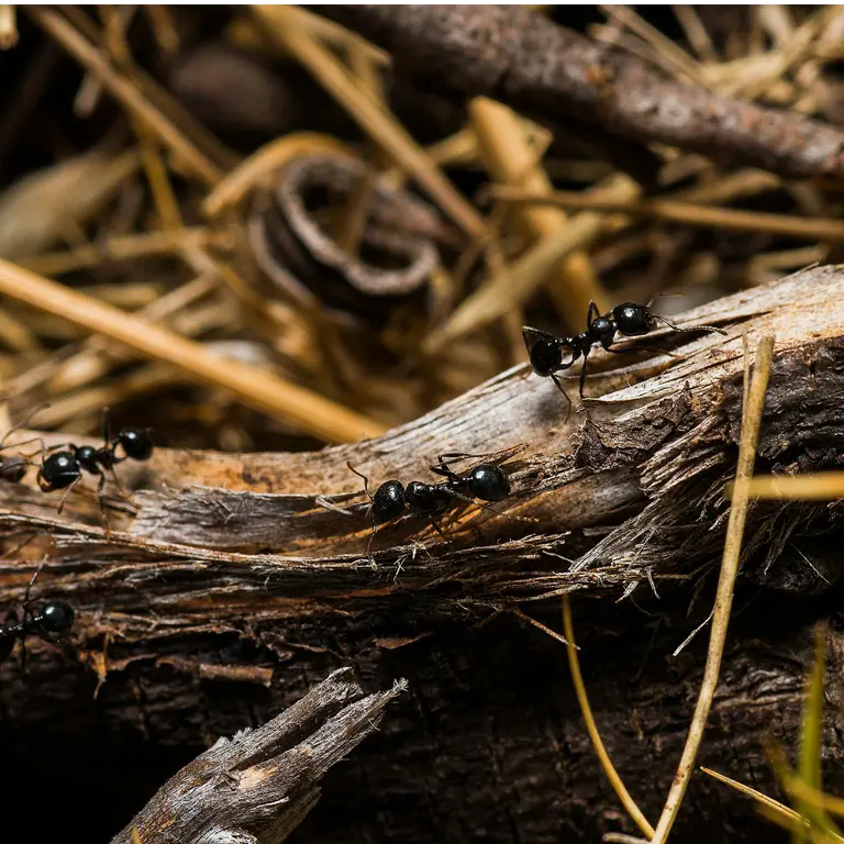 Carpenter Ant Control in your area