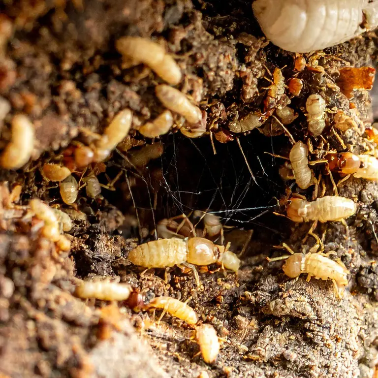 Commercial termite extermination brought to you by Ja-Roy Pest Control.
