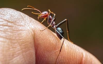 How to Get Ridof Fire Ants in your area