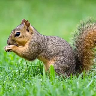 Fox squirrel identification in Covington, LA - Ja-Roy Pest Control