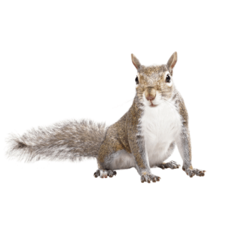Gray squirrel identification in Covington, LA - Ja-Roy Pest Control