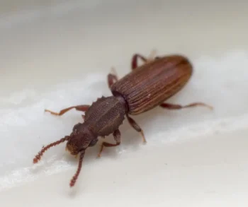 Merchant grain beetle identification in Covington, LA - Ja-Roy Pest Control