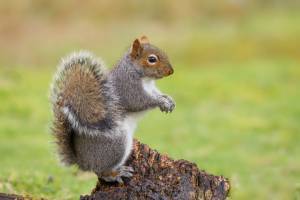 A gray squirrel in Covington LA - Ja-Roy Pest Control
