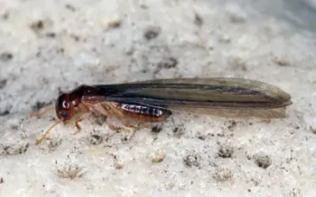 closeup of an individual termite swarmer with wings also known as an alate