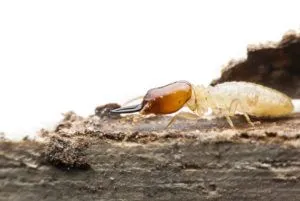 Close up of a termite sitting on wood from a side view