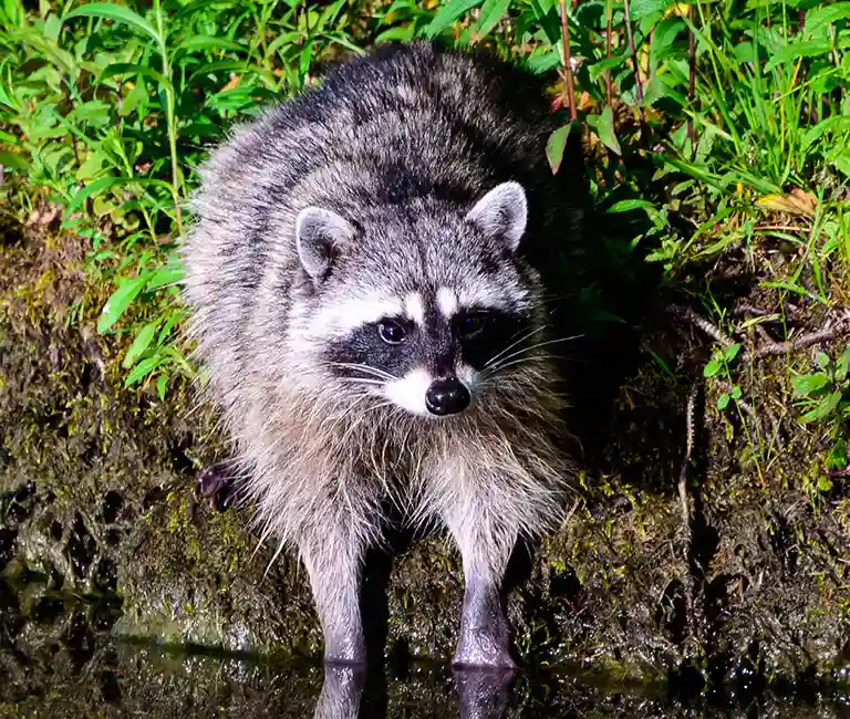 NuisanceWildlife in your area