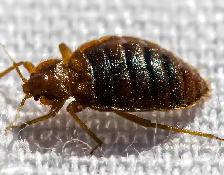 Closeup of a bed bug walking on linen - Ja-Roy Pest Control serving Baton Rouge & Covington