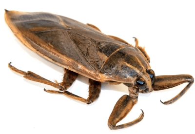 Water bug identification