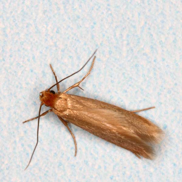 Clothes moth identification in ﻿Covington, LA - Ja-Roy Pest Control