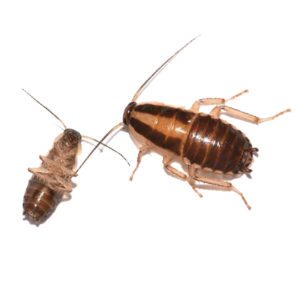 German cockroaches identification in Covington, LA - Ja-Roy Pest Control