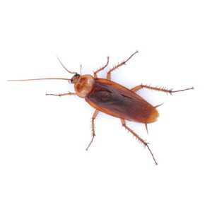 American cockroach identification in Covington, LA - Ja-Roy Pest Control