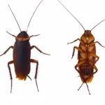 front and back profiles of an American cockroach on a white background