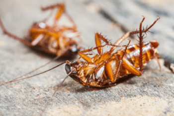 Cockroaches in Covington LA home . Get rid of roaches with Ja-Roy Pest Control