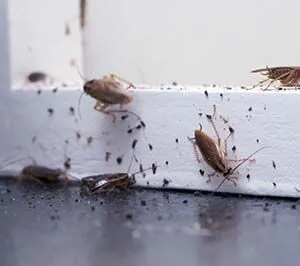 cockroach extermination service