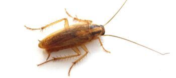 What german cockroaches look like in Southeastern LA - Ja-Roy Pest Control