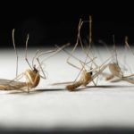 What is the lifespan of a mosquito?