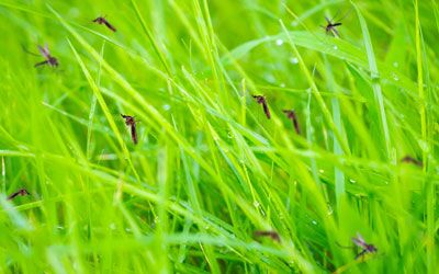Mosquito breeding grounds in your Knoxville TN yard - Russell's Pest Control