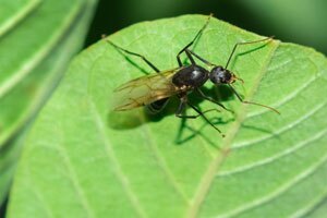 Termites or Flying Ants: What’s the Difference? in Covington, LA; Ja-Roy Pest Control