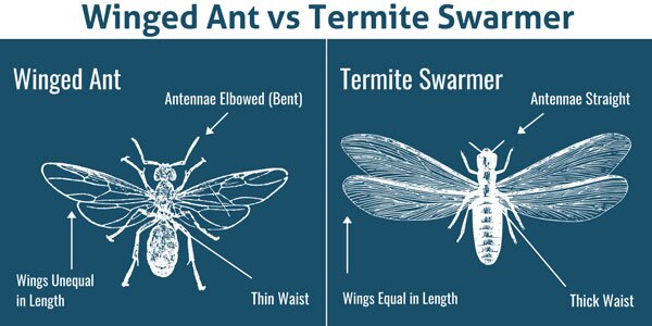 graphic shows how termites and flying ants differ in appearance