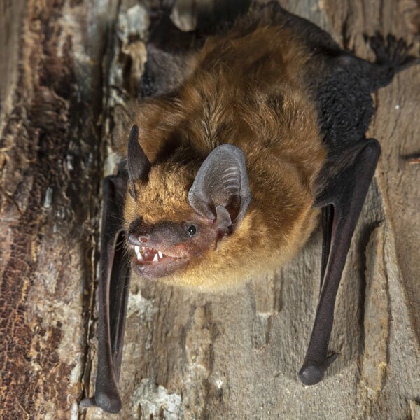 Bat Identification in your area