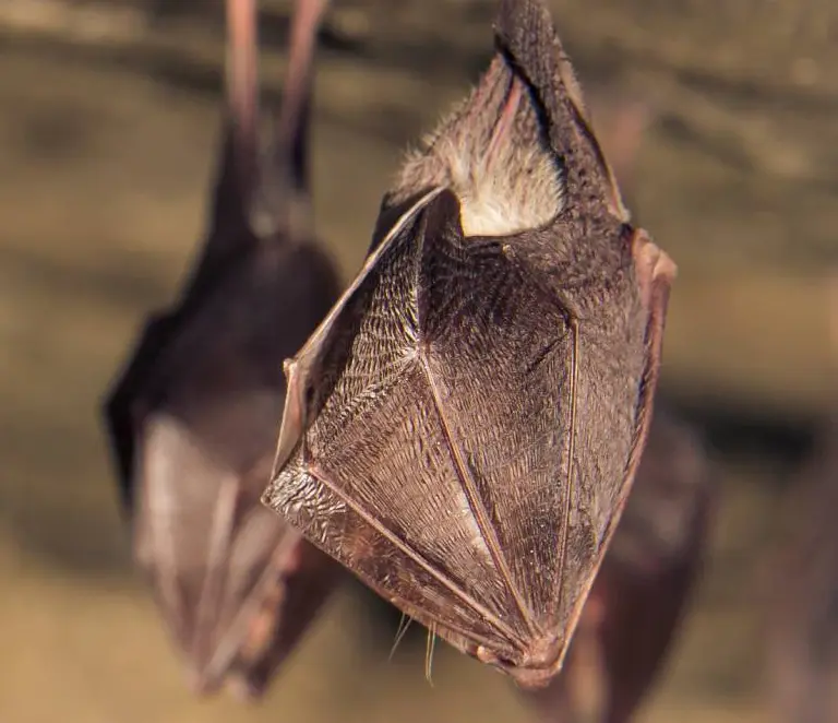 Bats hanging upside down sleeping - Ja-Roy Pest Control serving Baton Rouge & Covington