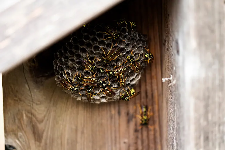 A hornet nest under an overhang. Contact or call Ja-Roy Pest Control if you find wasps, hornets, or any other stinging insects on your property.