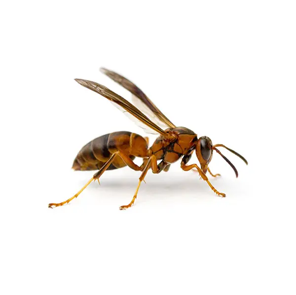 Paper Wasp on White Background