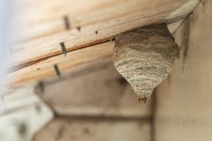 Bee, Wasp & Hornet Nest Removal in your area