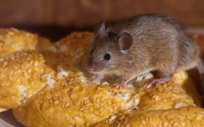 A mouse found in Louisiana | Ja-roy Pest Control