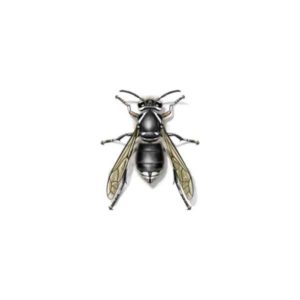 Bald-faced hornet identification in ﻿Covington, LA - Ja-Roy Pest Control