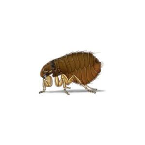 Flea identification in ﻿Covington, LA - Ja-Roy Pest Control