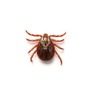 American dog tick identification in ﻿Covington, LA - Ja-Roy Pest Control