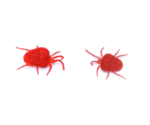 Clover mites