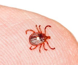 Lone star tick identification in ﻿Covington, LA - Ja-Roy Pest Control