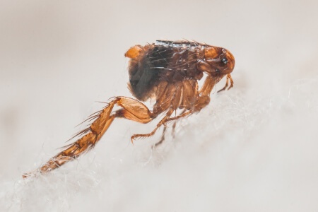 Flea & Tick Identification in your area