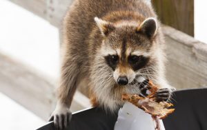 preventing wildlife from entering your home