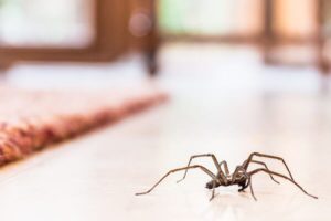 Are Spiders Dangerous? in your area