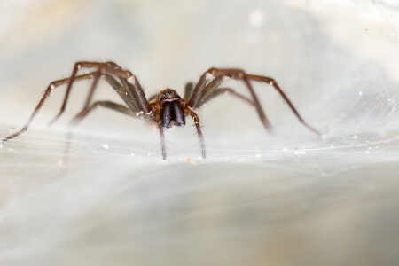 SpiderIdentification in your area