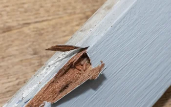 Drywood termites burrowed into the crack of a wooden plank, perfect for Ja-Roy's Termite pest experts.