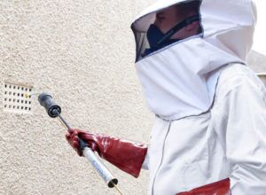 wasp nest removal service