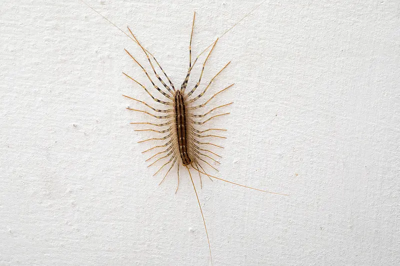 A house centipede crawls along a wall in a Louisiana home. Contact Ja-Roy Pest Control to get rid of centipedes in your home or business.