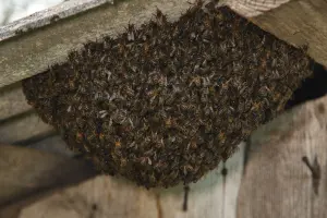 A swarm of European Honey bees under a shed roof in Louisiana. Call Ja-Roy Pest Control right away if you find signs of a bee infestation.